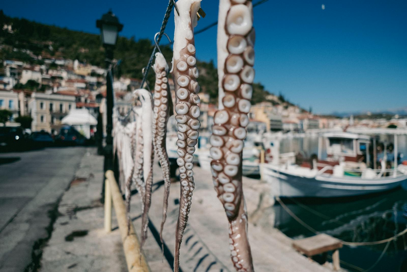 Octopus on Saranda port, Mediterranean way